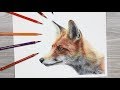 HOW TO DRAW a FOX with Colored Pencils
