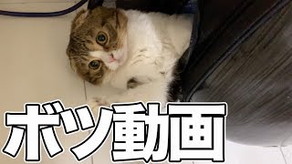 【猫】ぽこ太郎「おっさん！これボツ動画やんけwww」【スコティッシュフォールド】