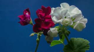 Цветок распускается /  Flower - Футаж для видеомонтажа в Full HD(1080)