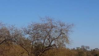 White Rhino Marks Territory - Kruger National Park