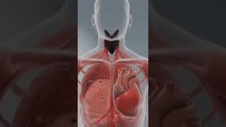 WhatHappensWhen YourThyroid Fails?|TheHiddenEffectsof Hypothyroidism Inside Your Body (3D Anatomy)
