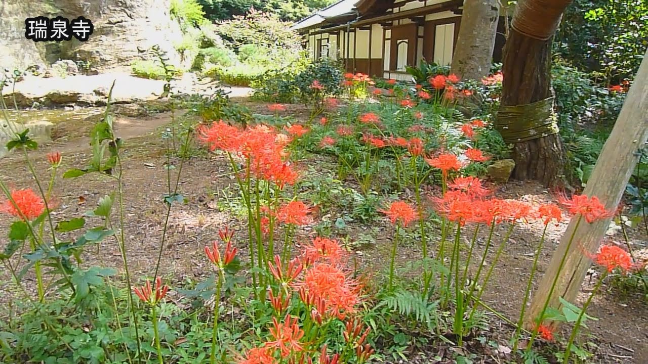 鎌倉の彼岸花とハギ見ごろ 宝戒寺 英勝寺 瑞泉寺 Youtube