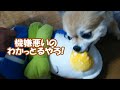 すぐキレるポメラニアン52しょうちゃんロスでコタがちギレ!