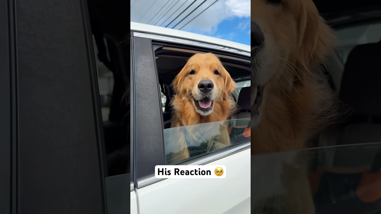 Golden Retriever Reunion That Will Melt Your Heart