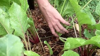 WE'VE GOT ALIEN BEETS! (and more exciting updates) | Gardening Vlog