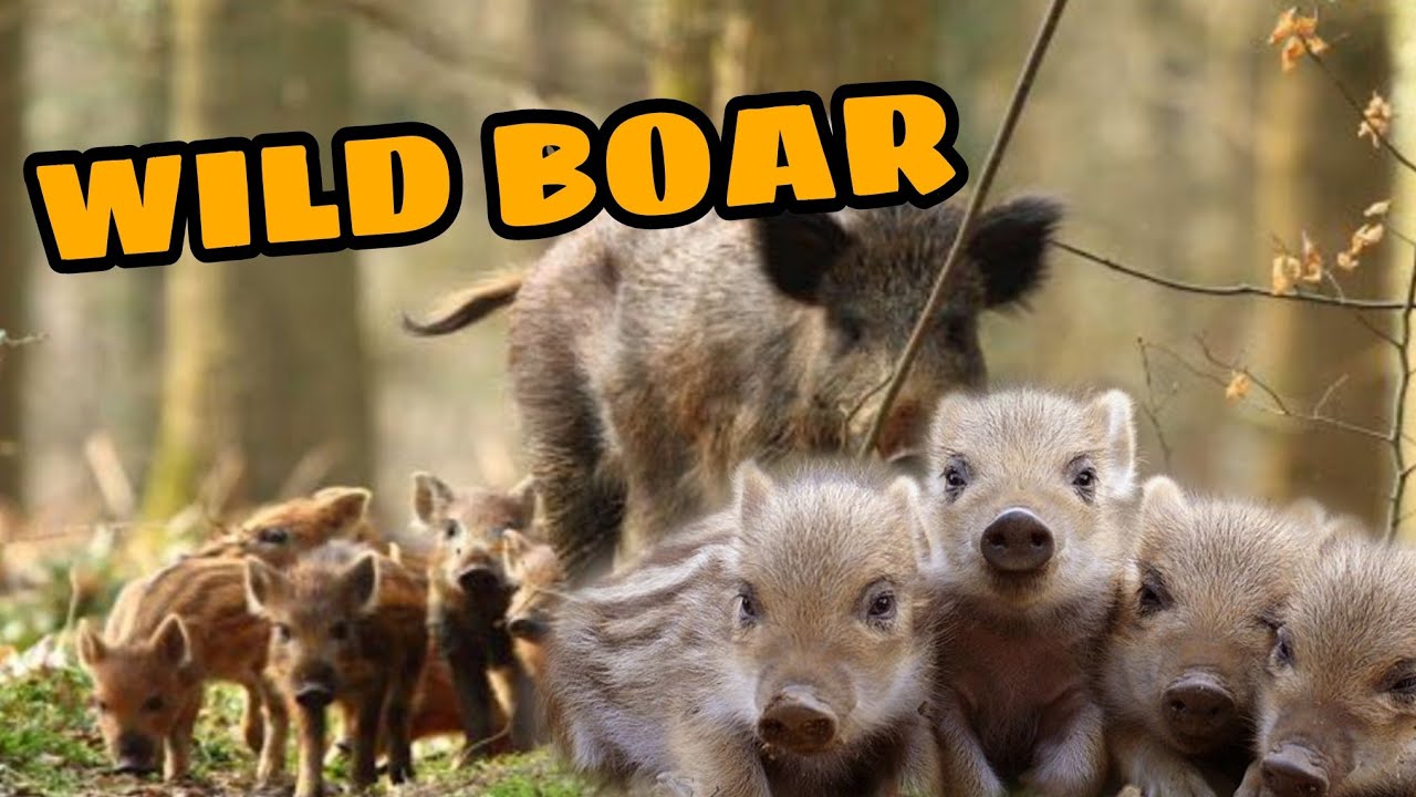 CUTE WILD BOAR, Anak Babi Hutan Yang Lucu.