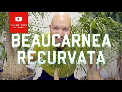 Videó: Bocarnea