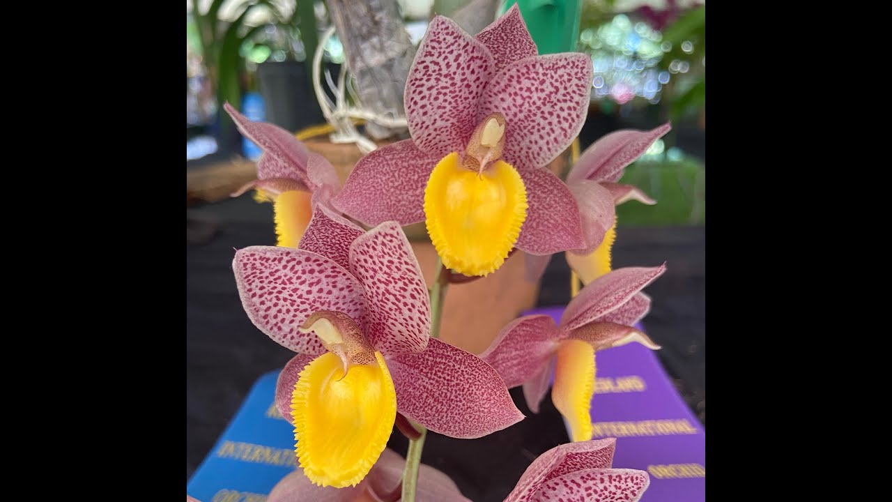 Redland International Orchid Festival - 2022