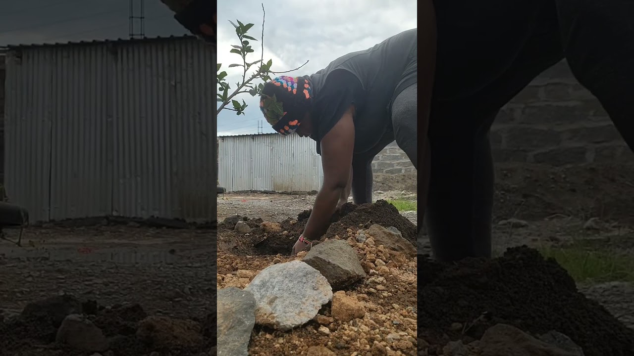 Let's plant a beautiful hibiscus 🌺 🌺🌺 tree 🌳 ♥️ 