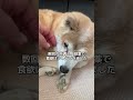 15歳柴犬いちご、最近不調でした。#柴犬 ナレーションは主の声で生成したAI音声です