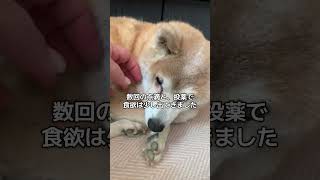 15歳柴犬いちご、最近不調でした。#柴犬 ナレーションは主の声で生成したAI音声です