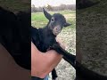 Hilarious Little Goat Alert! You Can’t Stop Laughing 😂🐐