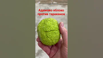Адамово яблоко против тараканов