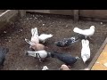 Бойные голуби Салиха Яхъяева в Махачкале