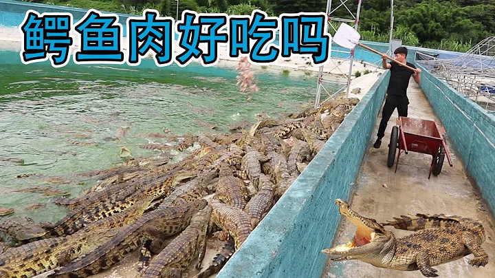 靓仔跑到每天要吃掉6000斤鸡头的鳄鱼养殖场，喂鳄鱼，场面壮观【衣谷水原】 - 天天要闻