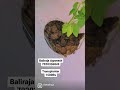 Tomato, Chilli, Cabbage, Sugarcane Planter