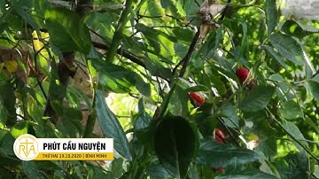 Phút Cầu Nguyện, Thứ Hai 19/10/2020: Tâm Tình Dâng Mẹ