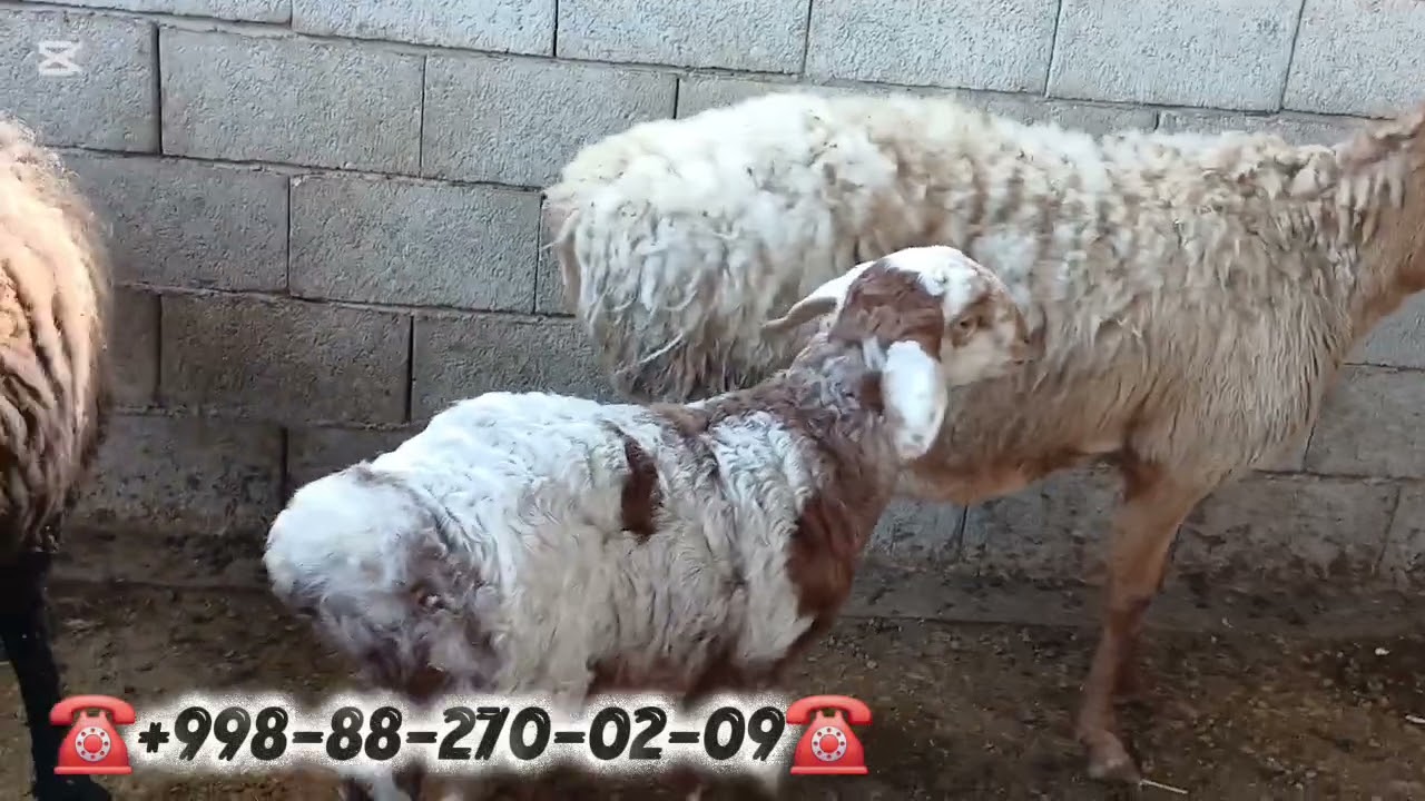 Qahramon narxlarni sindirdi shoshiling 😱😱😱