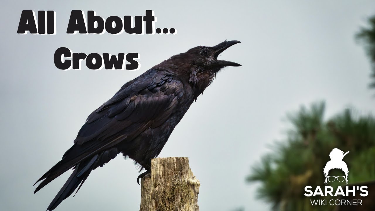 Sarah's Wiki Corner Podcast | 1/5/26 - Crows