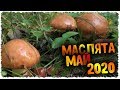 Маслята в маю | Готовим грибы на углях