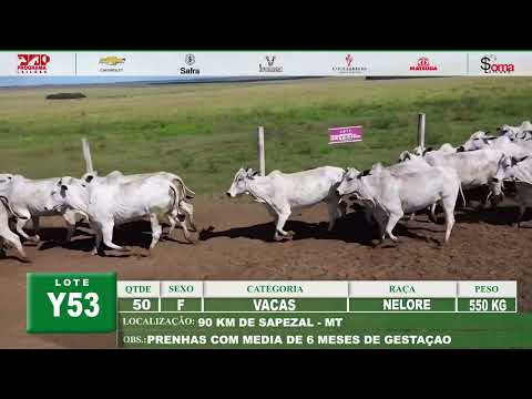 Lote Y53