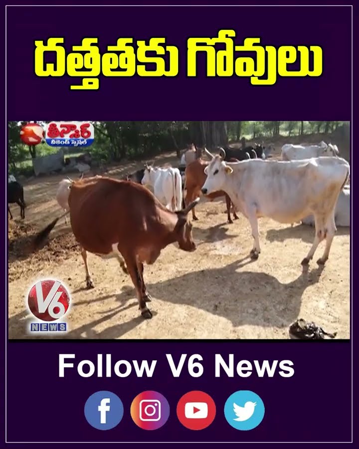 Yadadri Temple Takes A Noble Step   Introducing Cow Adoption At Yadagirigutta | V6 Teenmaar