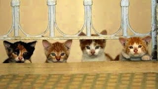 地上10cm地面スレスレの“猫カメラ”で撮影／映画『猫が教えてくれたこと』予告編