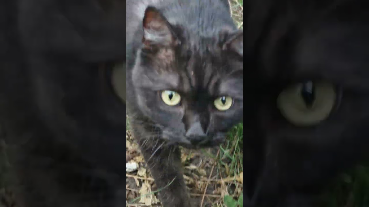 Slash's walking in the village 