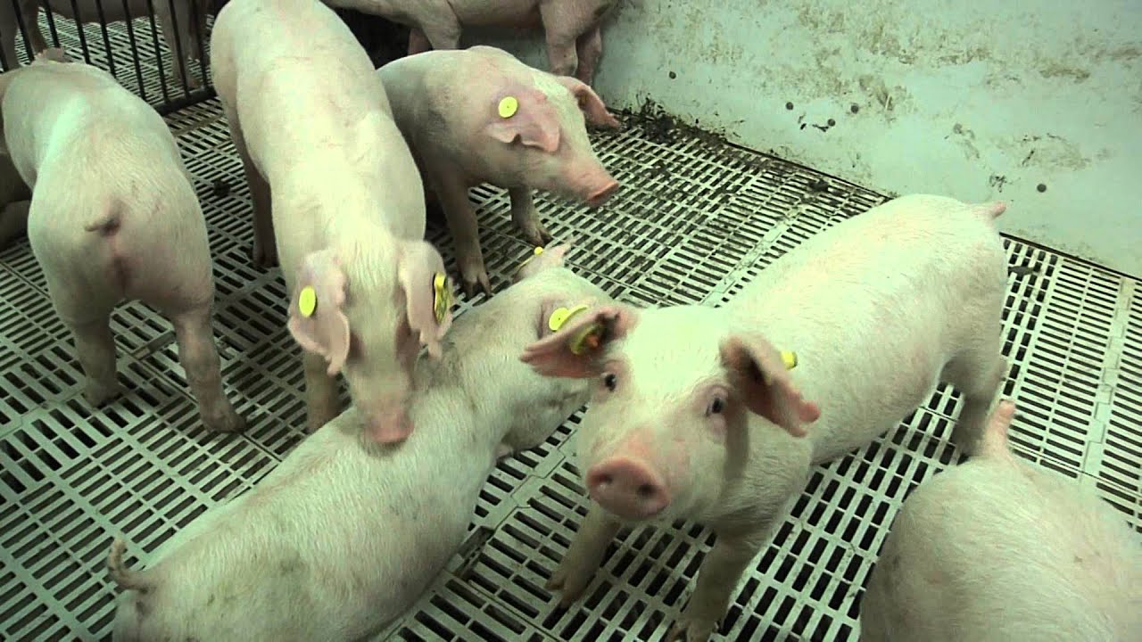 Tour of How Antibiotics Are Used on the Farm YouTube