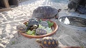 Fun Activities at De Palm Island Aruba 