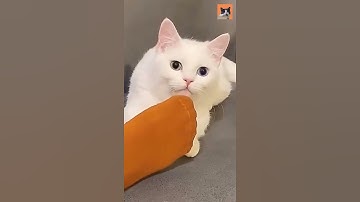 Funny cat 😹 reactions to smelly feet 🦶 #shorts