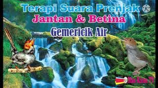 Terapi burung Prenjak Kepala merah Stress Macet Bunyi// Suara Prenjak Jantan dan Betina Gacor//Ampuh