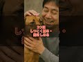 ワンちゃんに言ってないですか？ #犬 #大型犬のいる生活 #ドック #大型犬のいる生活 #ワンちゃん #ワンコ #犬のいる生活 #元気になる動画 #犬のいる生活