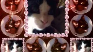 Dubstep Catstep