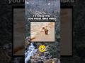 To enjoy life, you must take risks ❤️‍🩹 #shorts #dogs #doglover #trending #memes #fyp #funny