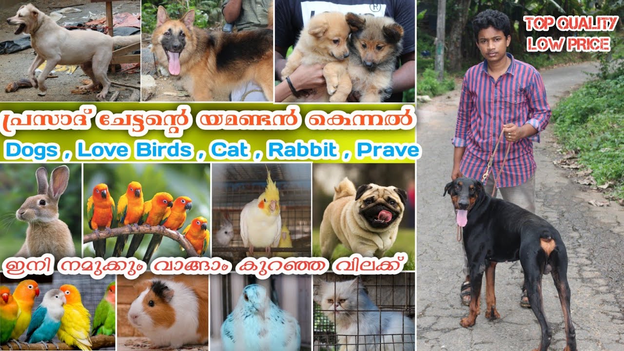 Dog for sale Labrador kennel in kerala gsd CAT love birds Nakshatra Kennel Dog