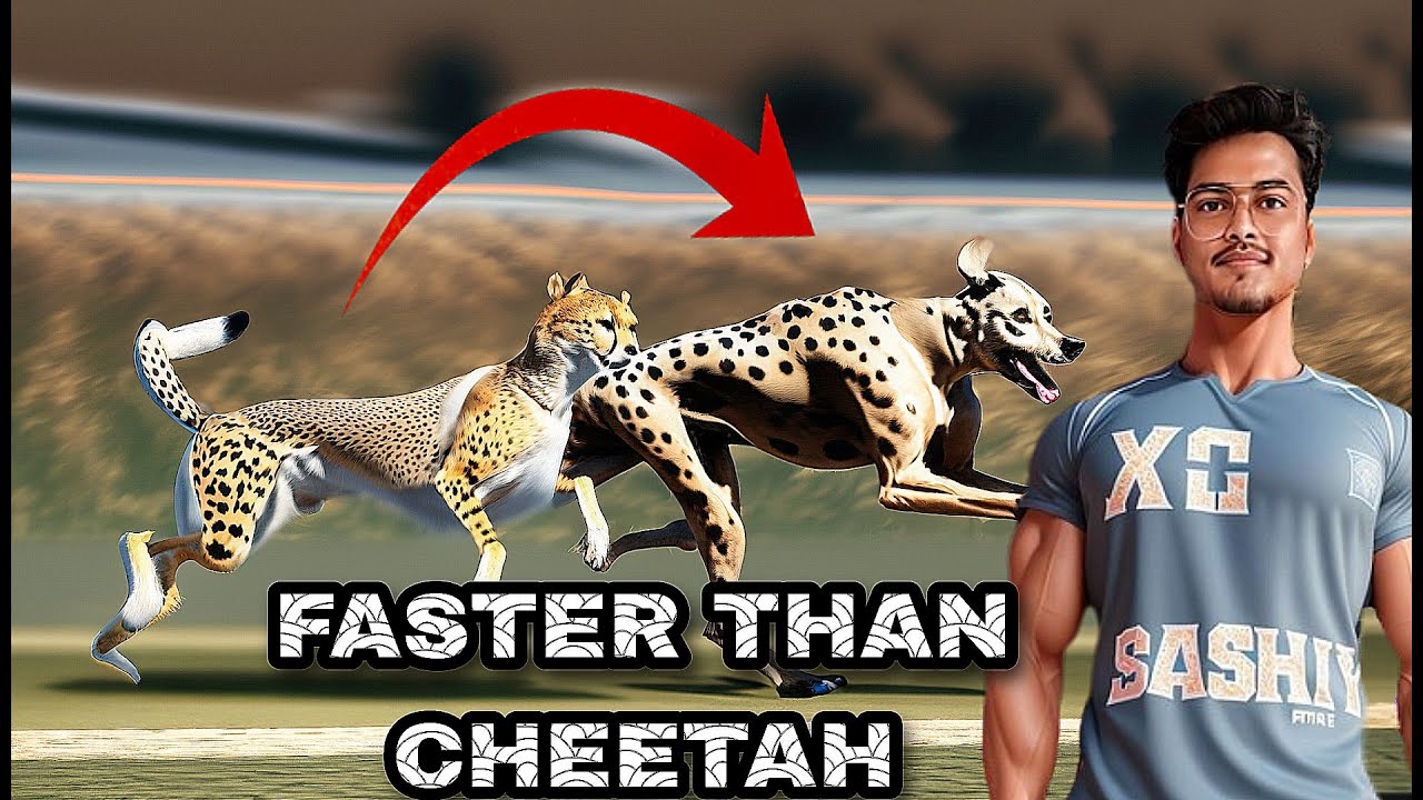 This Dog is faster than Cheetah..? - YouTube