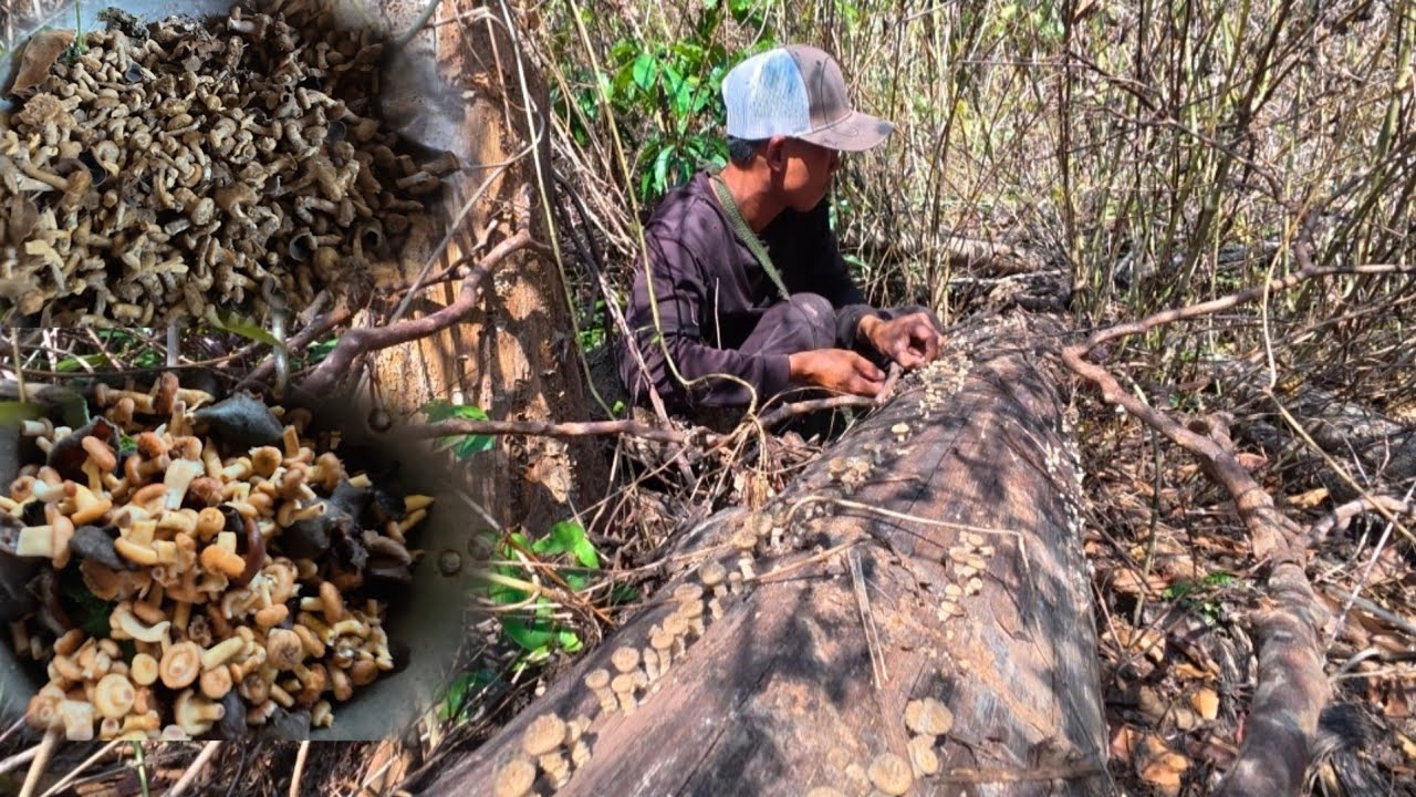 ແກງເຫັດຂົນ | แกงเห็ดขน