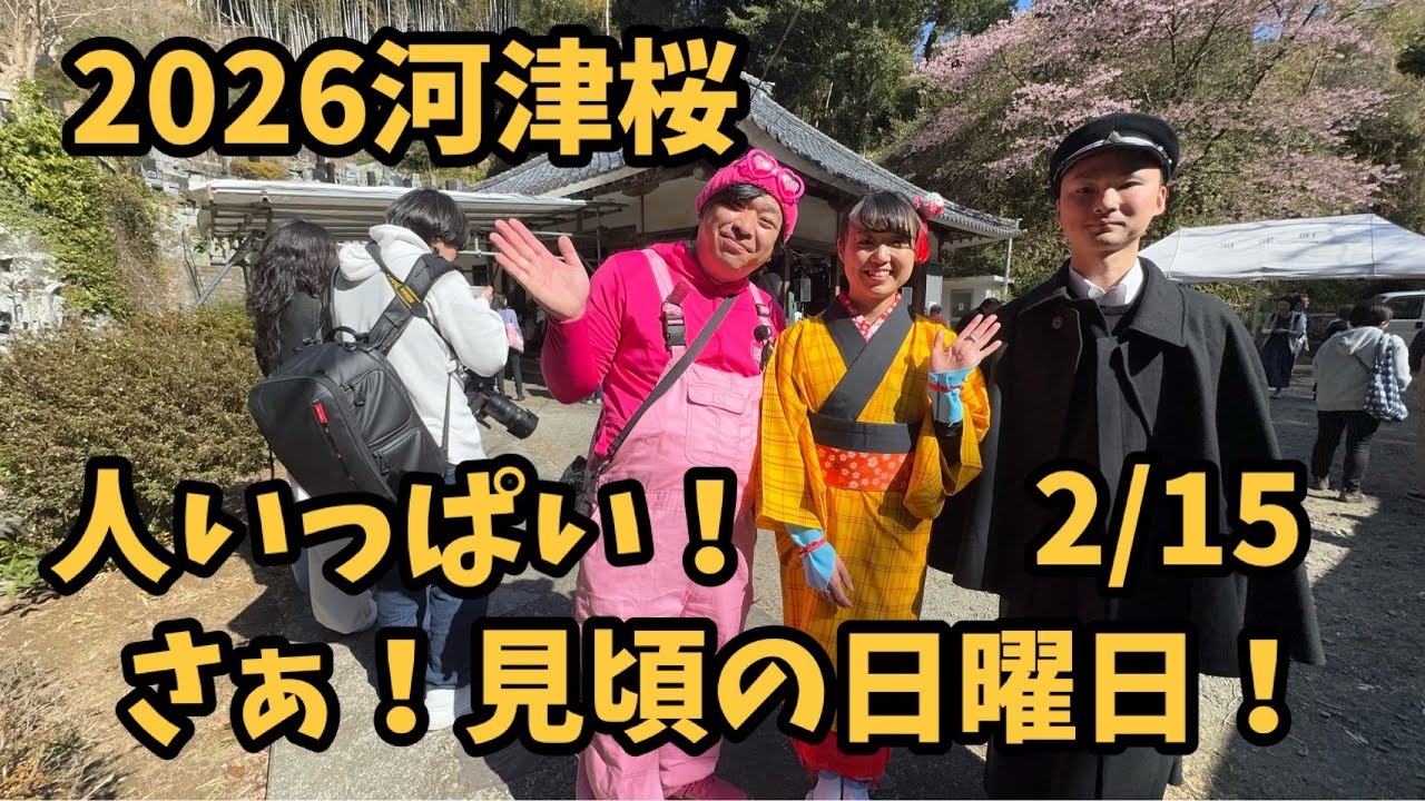 2026 Kawazu Cherry Blossom] February 15th, the best time to see