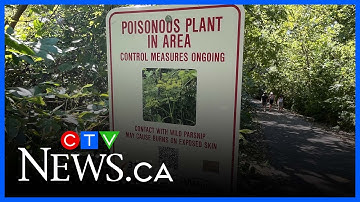 Wild Parsnip spraying begins