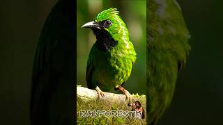 Birdsong Meditation: Calm Nature Sounds from the Indonesian Jungle | CUCAK IJO #relaksasi  #birds screenshot 1