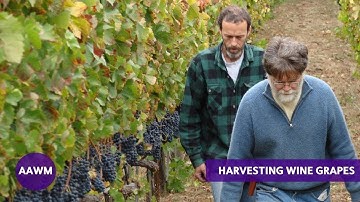Picking Pinot Noir in California: Harvest Day at the Scherrer Winery