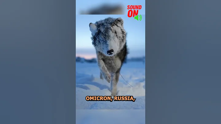 Coldest Place on Earth – You Won’t Believe How They Survive