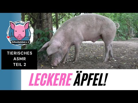 Video: Können Schweine Äpfel essen?