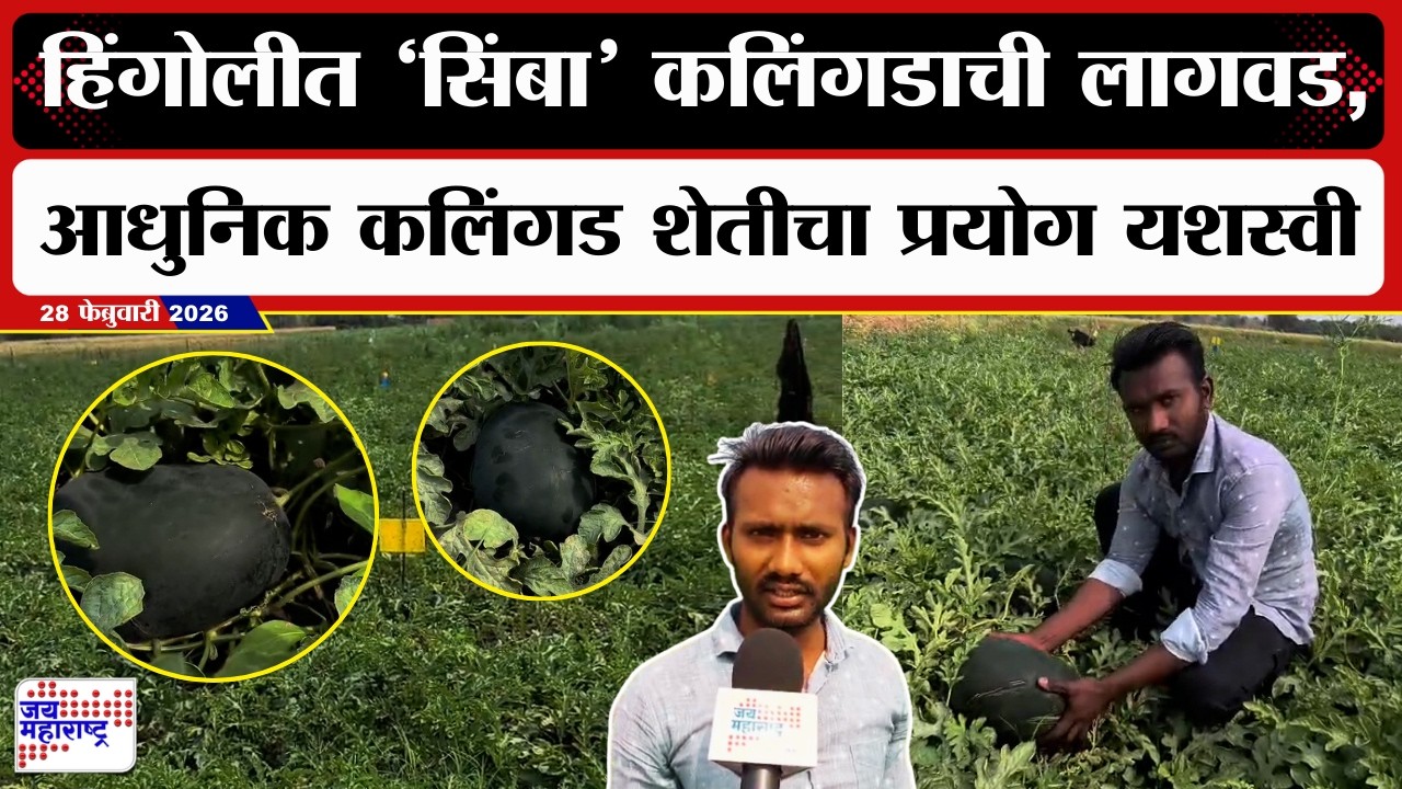 Hingoli Watermelon | हिंगोलीत ‘सिंबा’ कलिंगडाची लागवड,आधुनिक कलिंगड शेतीचा प्रयोग यशस्वी ठरला