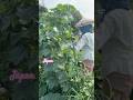 Duyên quê - Hương Lan - Trồng dưa Nhật Bản #langque #organic #nhacam #cuocsonglangque #nhactrutinh