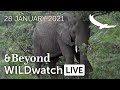 WILDwatch Live | 28 January, 2021 | Afternoon Safari | South Africa