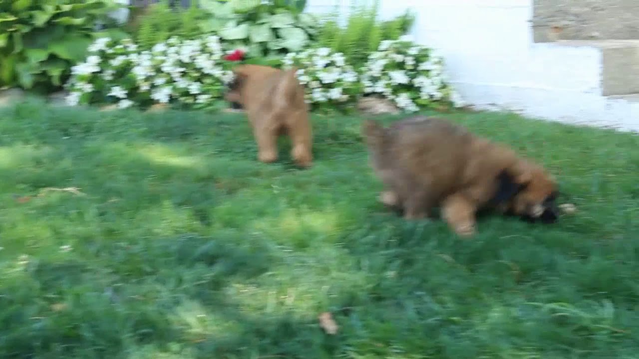 Soft Coated Wheaten Terrier Puppies For Sale Samuel Fisher Youtube