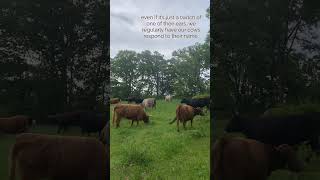 Watch Claire’s Reaction When She Hears Her Name 🐮❤️ #unconventionalacres #farming