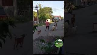 Goats On The Go  The Soriagoat Familys Grassland Journey  Baryoutek